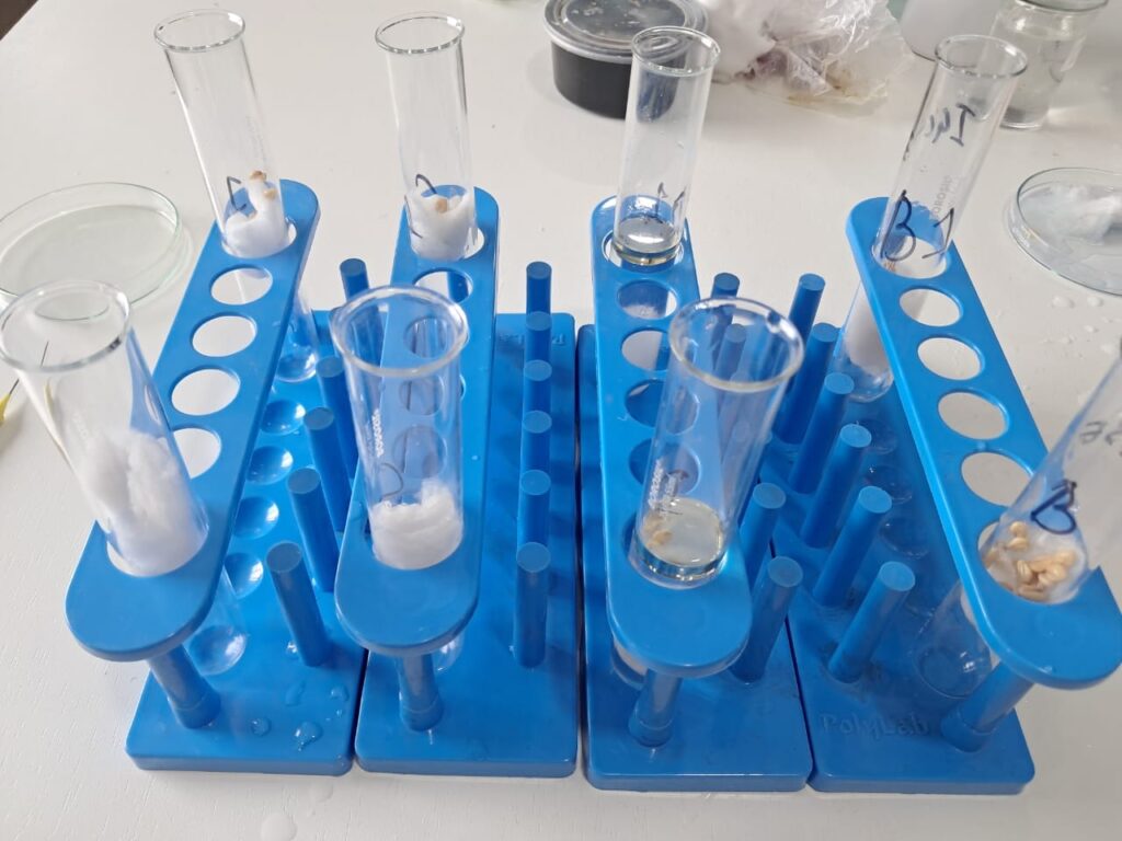 Learners of Grade 10 were Investigating pollen growth in nutrient medium and observing pollen growth in stigma.Experiential learning is provenly the best way to remember any concept.